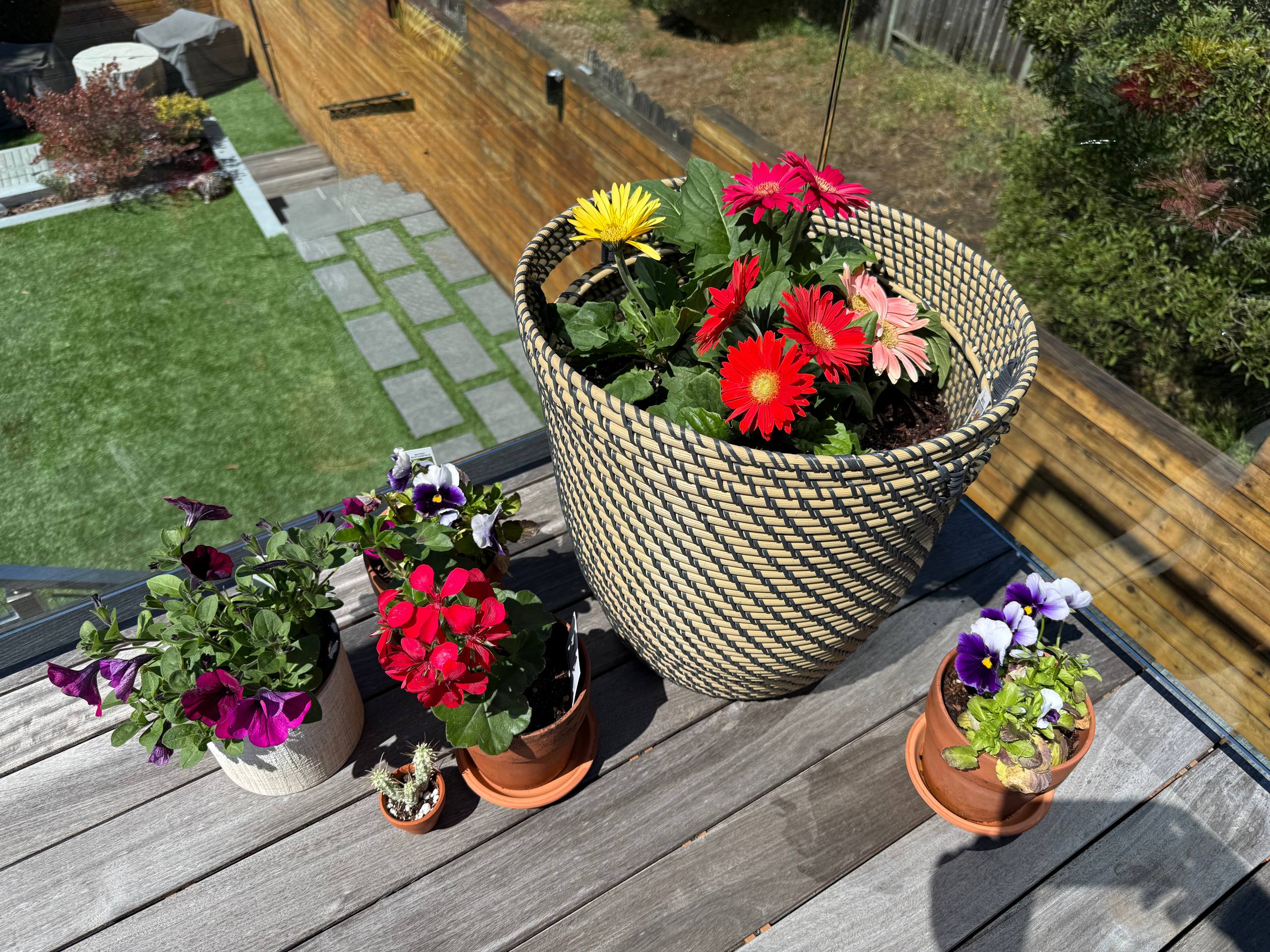Mixed potted plants on deck
